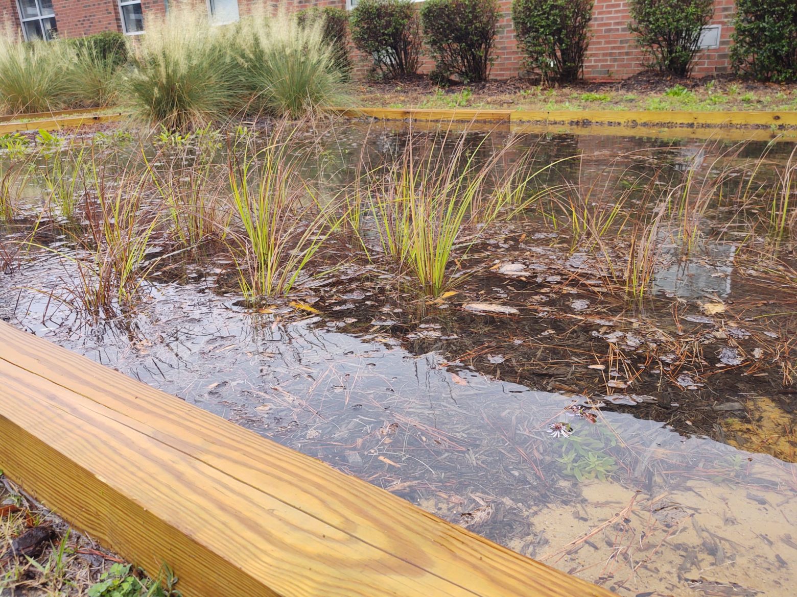Seeds of Climate Resilience: Rain Gardens
