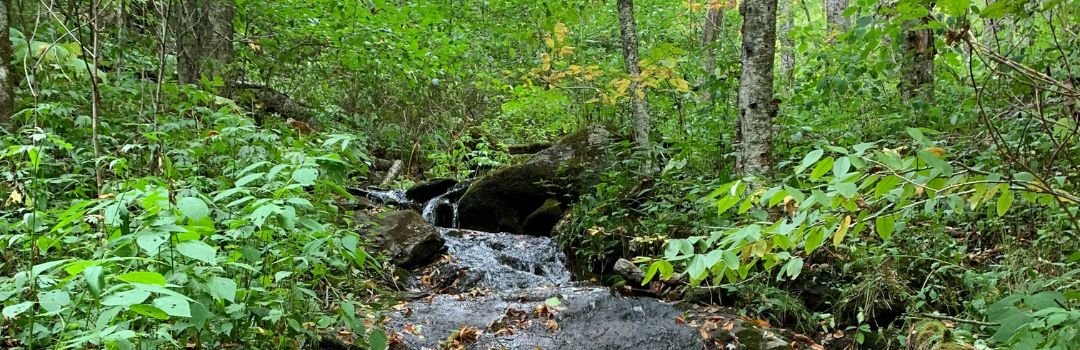 Protecting the Woodfin Creek Headwaters