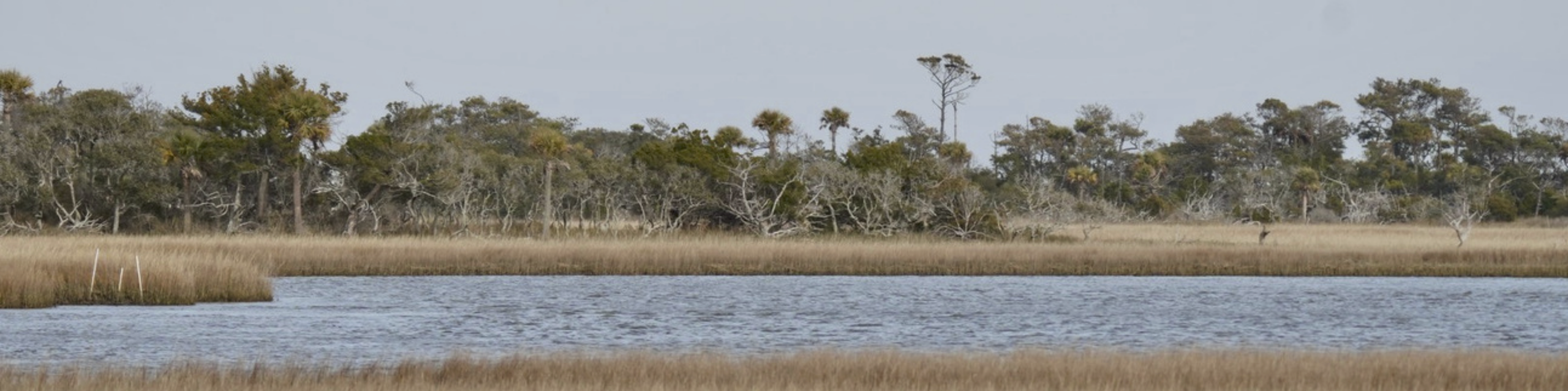 The Rare Coastal Ecosystems of Bald Head Island 